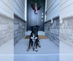 Small #1 Collie Mix