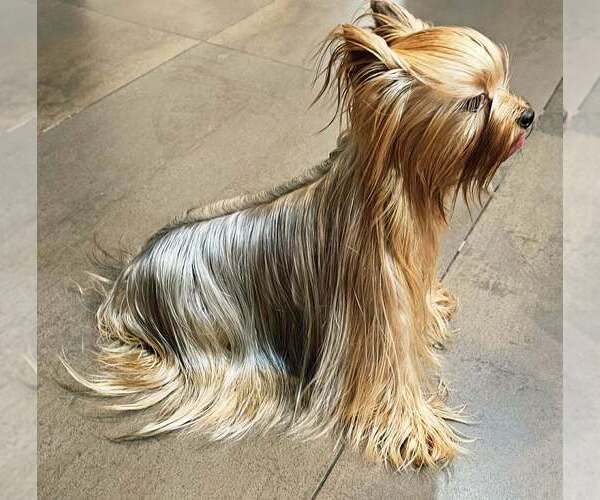 Medium Photo #1 Yorkshire Terrier Puppy For Sale in PLACITAS, NM, USA