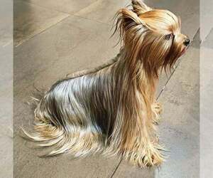 Father of the Yorkshire Terrier puppies born on 04/20/2026