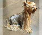 Small Photo #1 Yorkshire Terrier Puppy For Sale in PLACITAS, NM, USA