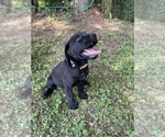 Small #2 Lab-Pointer
