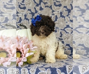 Cock-A-Poo Puppy for sale in ELKTON, MD, USA