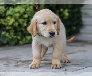Golden Retriever Puppy for sale in LIBERTY, KY, USA
