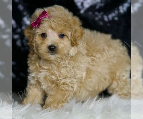 Medium Photo #42 Maltipoo (Miniature) Puppy For Sale in WARSAW, IN, USA