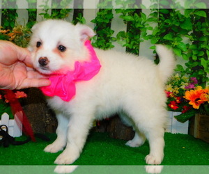 American Eskimo Dog Puppy for sale in HAMMOND, IN, USA