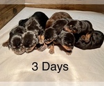 Small Photo #3 Doberman Pinscher Puppy For Sale in TAYLORS, SC, USA