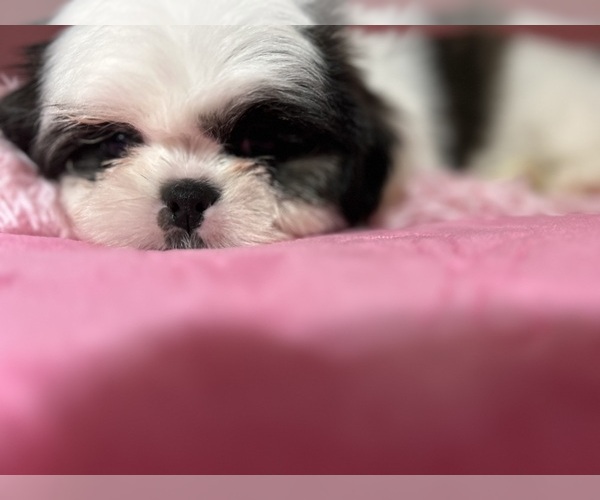 Medium Photo #5 Shih Tzu Puppy For Sale in VENETA, OR, USA