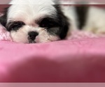 Small #4 Shih Tzu