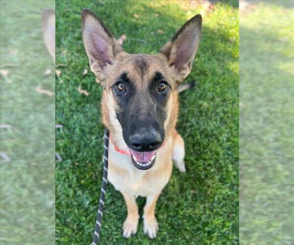 Medium Photo #2 German Shepherd Dog Puppy For Sale in Woodland, CA, USA