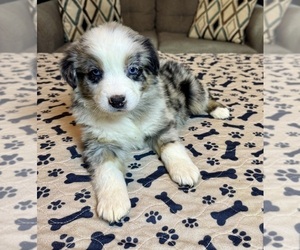 Australian Shepherd Puppy for Sale in SALISBURY, North Carolina USA