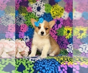 Pembroke Welsh Corgi Puppy for sale in DELTA, PA, USA