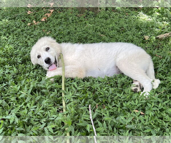 Medium Photo #13 Great Pyrenees Puppy For Sale in Spring, TX, USA