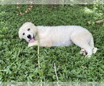 Small #12 Great Pyrenees