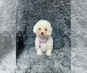 Cavapoo Puppy for sale in JEFFERSONVILLE, IN, USA