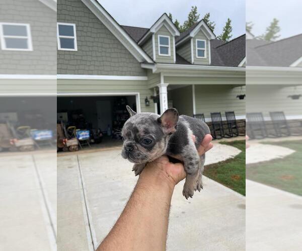 Medium Photo #6 French Bulldog Puppy For Sale in WINDER, GA, USA