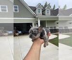 Small Photo #6 French Bulldog Puppy For Sale in WINDER, GA, USA