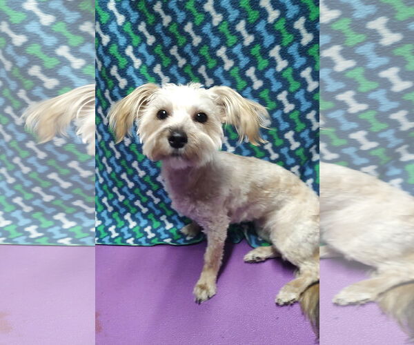 Medium Photo #2 Mutt Puppy For Sale in Allentown,, PA, USA