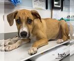 Small #1 Labrador Retriever Mix
