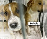 Small #8 Retriever  Mix