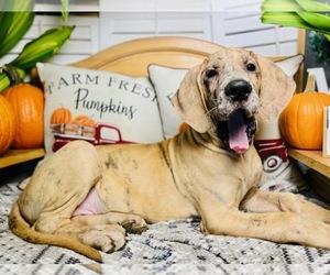 Great Dane Puppy for sale in BIG CANOE, GA, USA
