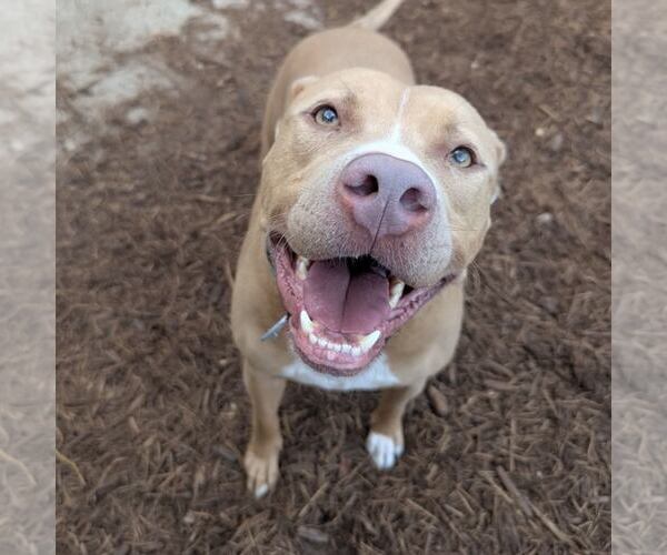 Medium Photo #6 American Pit Bull Terrier-Unknown Mix Puppy For Sale in Houston, TX, USA