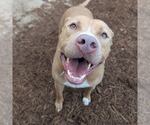Small #5 American Pit Bull Terrier Mix