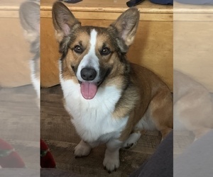 Father of the Welsh Cardigan Corgi puppies born on 04/14/2023