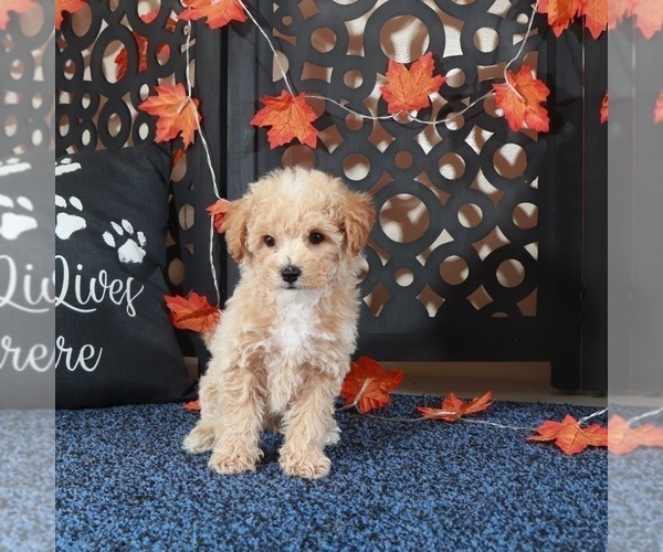 Medium Photo #2 Bichpoo Puppy For Sale in MOUNT VERNON, OH, USA
