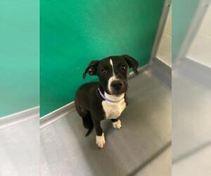 Mutt Dogs for adoption in Visalia, CA, USA