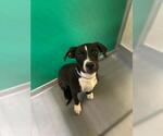 Small Mutt