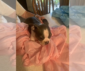 Medium Boston Terrier