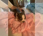 Puppy Puppy 4 Boston Terrier