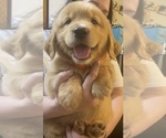 Puppy Puppy 3 Golden Retriever