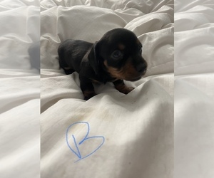 Dachshund Puppy for sale in DOUGLAS, GA, USA