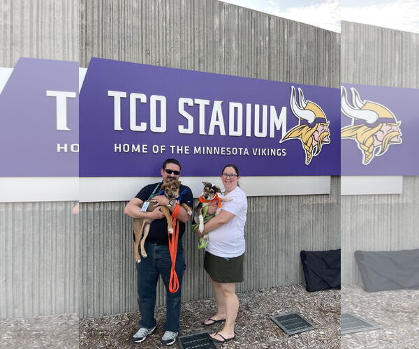 Medium Photo #9 American Staffordshire Terrier-Unknown Mix Puppy For Sale in Princeton, MN, USA