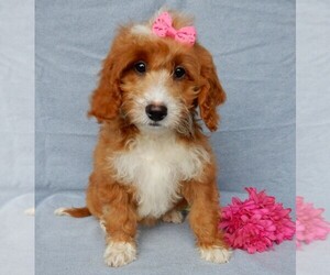 Goldendoodle (Miniature) Puppy for sale in MILLERSBURG, OH, USA