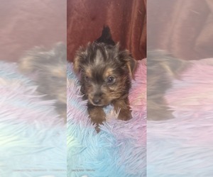Medium Yorkshire Terrier