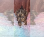 Puppy Jasper Yorkshire Terrier