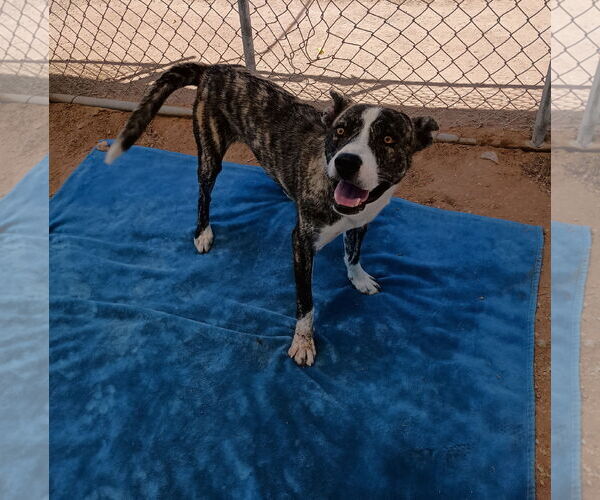 Medium Photo #2 Mutt Puppy For Sale in Apple Valley, CA, USA