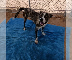Ferb - Male Mutt Dog for Adoption - Photo #2