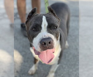 American Pit Bull Terrier Dogs for adoption in Techny, IL, USA