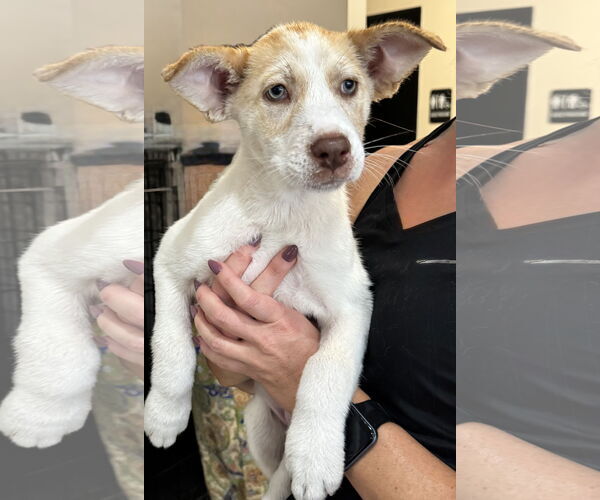 Medium Photo #2 Siberian Husky-Unknown Mix Puppy For Sale in Sanford, FL, USA