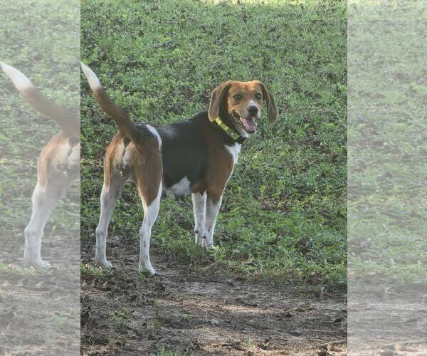 Medium Photo #3 Beagle Puppy For Sale in Tampa, FL, USA