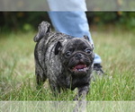 Small #4 Pug