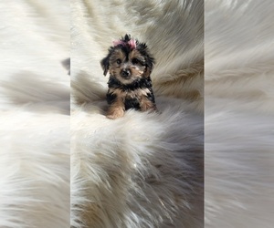 Yorkshire Terrier Puppy for sale in INDIANAPOLIS, IN, USA