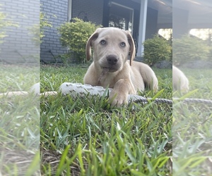 Labrador Retriever Puppy for sale in JACKSONVILLE, GA, USA