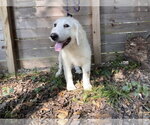 Small #3 Great Pyrenees