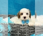 Small Photo #4 Cavapoo Puppy For Sale in BULLARD, TX, USA
