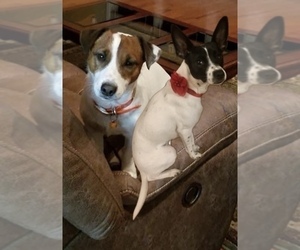 Father of the Jack Russell Terrier puppies born on 08/07/2025