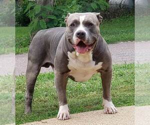 Father of the American Bully puppies born on 01/17/2023